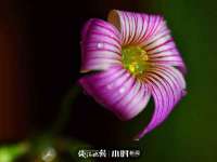 山西德音商贸有限公司