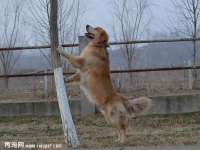 山西德音商贸有限公司